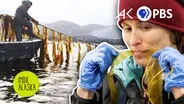 Could Seaweed Help Save the Planet? | INDIE ALASKA