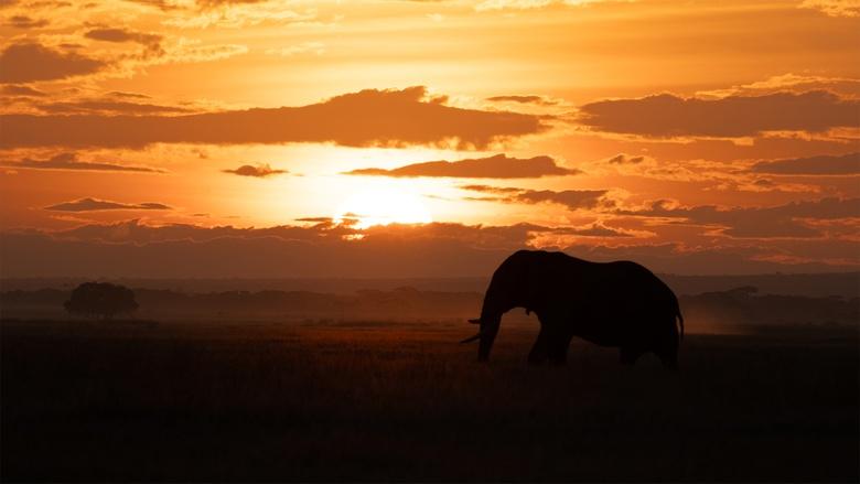 Nature Image