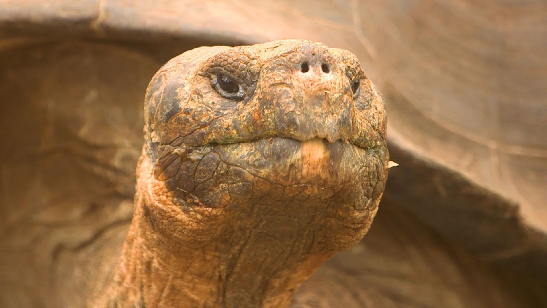 Galápagos: The great climatic seesaw