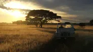 The Serengeti Rules