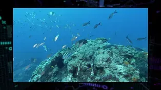 311: Oil Spill Toxicity on Fish