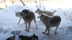 Video thumbnail: Prairie Sportsman Centered on Wolves