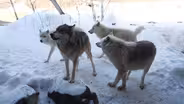 Centered on Wolves