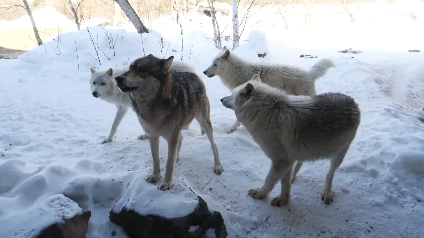 Centered on Wolves