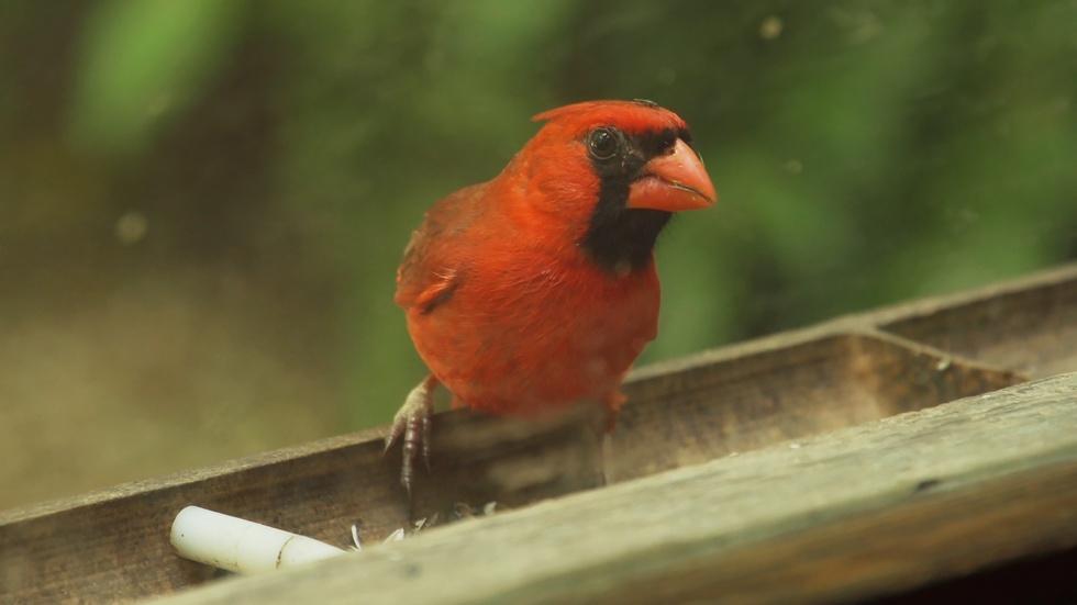 Exploring Birdsong Nature Center image