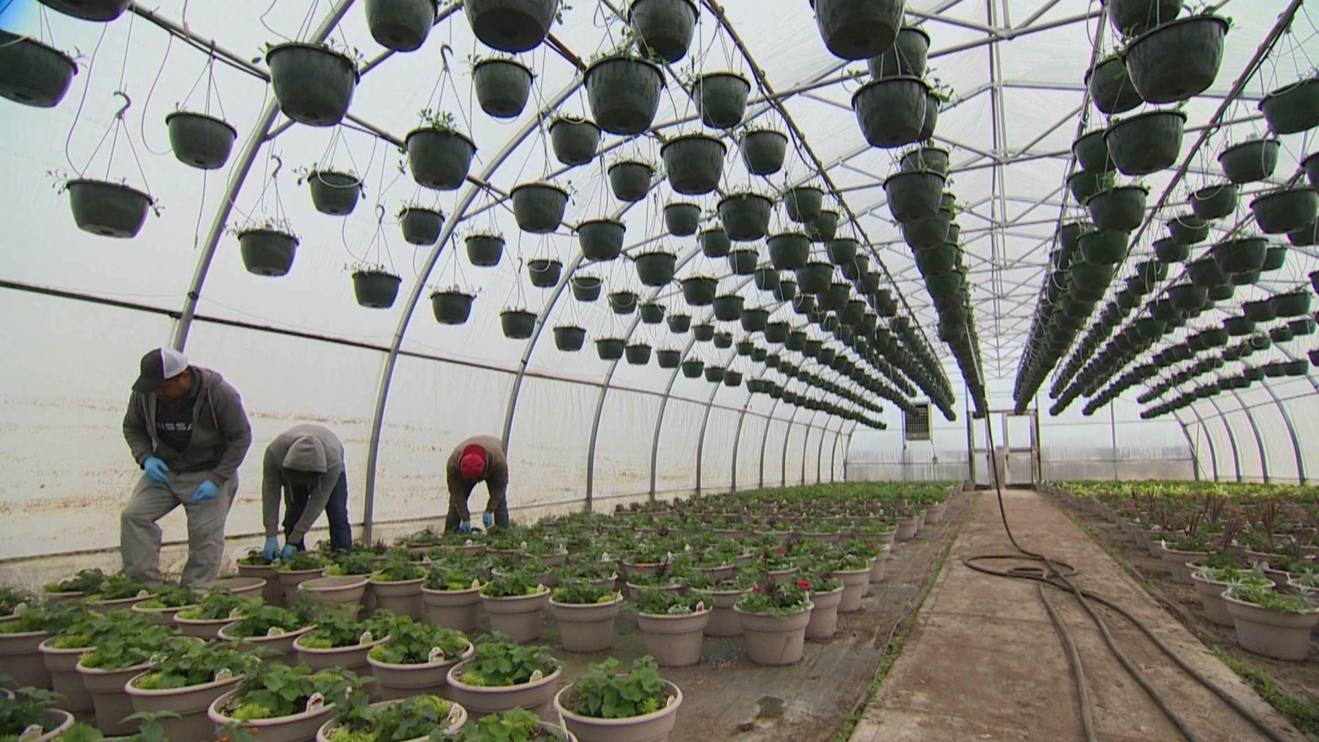 Agriculture Worker Shortages