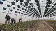 Agriculture Worker Shortages