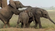 How Elephants Learn to Mate