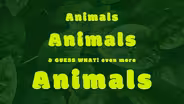 Animals, Animals, and EVEN MORE ANIMALS: Royal Cinclodes