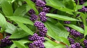 Video thumbnail: Virginia Home Grown Deer Resistant Plants; Flotation Gardening (#1708)
