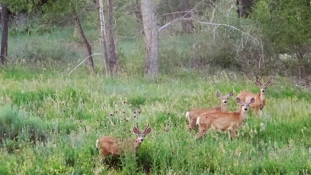 Oh Deer - Dealing with Four-legged Garden Pests
