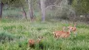 Oh Deer - Dealing with Four-legged Garden Pests