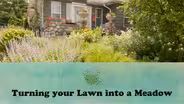 Turning your Lawn into a Meadow