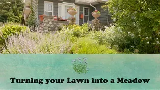 Turning your Lawn into a Meadow