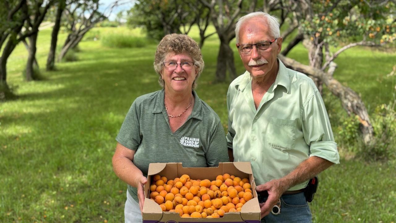 Fruit enthusiast Al Precht of Canby successfully challenged himself to grow and graft apricots.