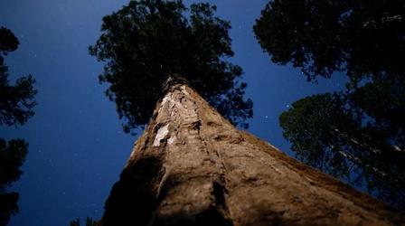 Video thumbnail: Nature Sequoia Fun Facts