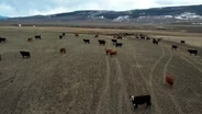 Living with wolves on a mountain cattle ranch