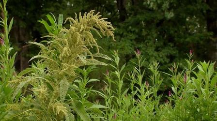 Video thumbnail: Virginia Home Grown How the food ways of enslaved peoples shaped our culture