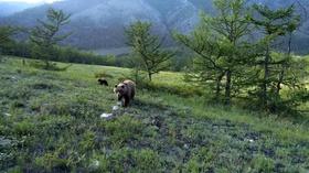 Video thumbnail: EcoSense for Living Grizzlies, Wolves, & The Endangered Species Act