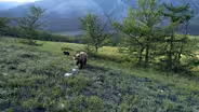 Grizzlies, Wolves, & The Endangered Species Act