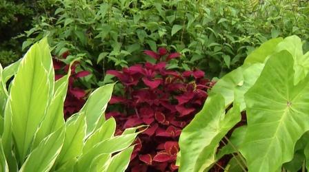 Video thumbnail: Virginia Home Grown Learn About Tropical & Bog Plants