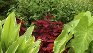 Learn About Tropical & Bog Plants