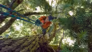 Search for Oregon's Tallest Tree