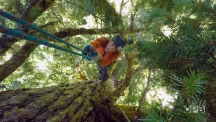 Search for Oregon's Tallest Tree