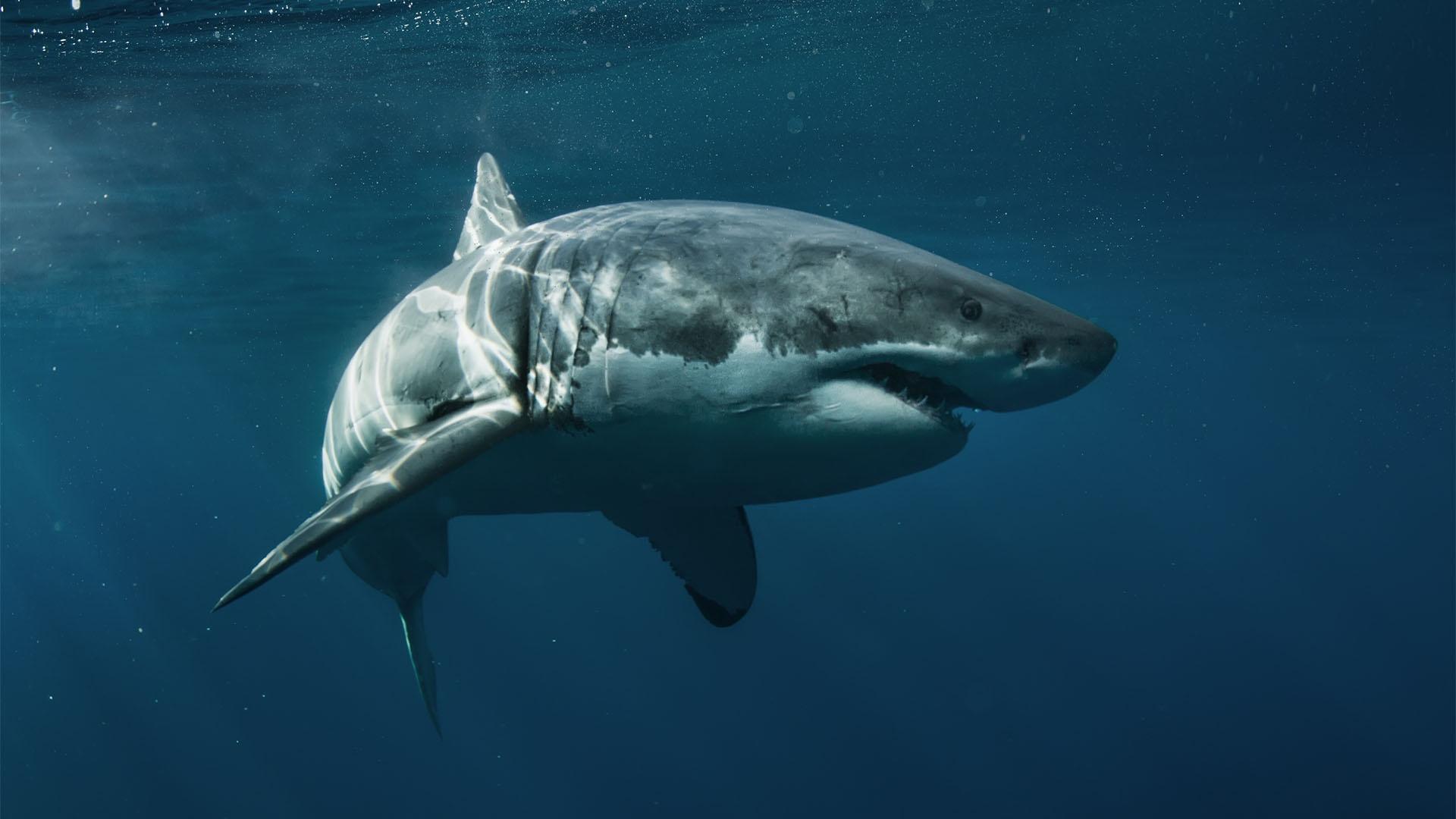 Great White Sharks | Autumnwatch New England | Video | WLIW21