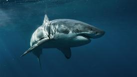 Great White Sharks: asset-mezzanine-16x9