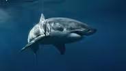 Great White Sharks