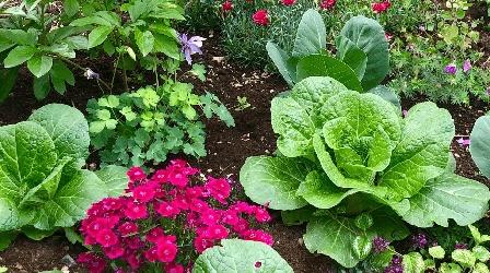 Video thumbnail: Modern Gardener Growing Vegetables in Your Flower Beds