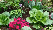 Growing Vegetables in Your Flower Beds