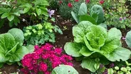 Growing Vegetables in Your Flower Beds