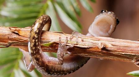 Video thumbnail: Deep Look Watch Salamanders Skydive!