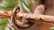 Watch Salamanders Skydive!