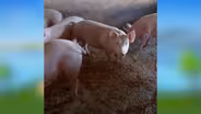 Pigs