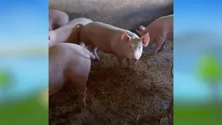 Pigs