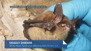 Northern Long-Eared Bat Now Endangered Species