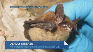 Northern Long-Eared Bat Now Endangered Species