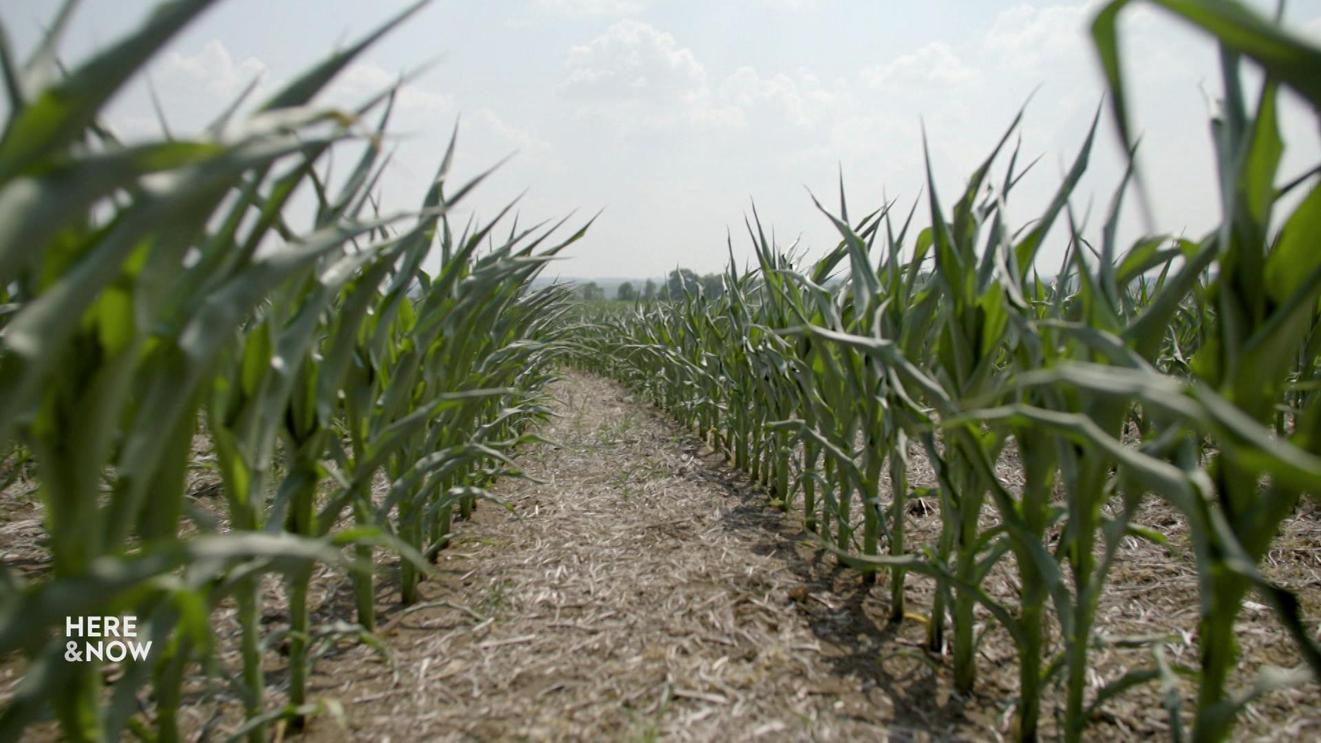 Rows of green crops line either side of the frame with dirt beside the crops.