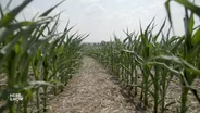 Farmers Struggle to Manage Crops with Widespread Drought