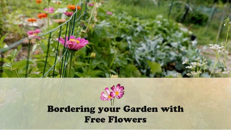 Let's Grow Stuff : Bordering your Garden with Free Flowers