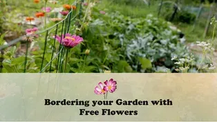 Bordering your Garden with Free Flowers