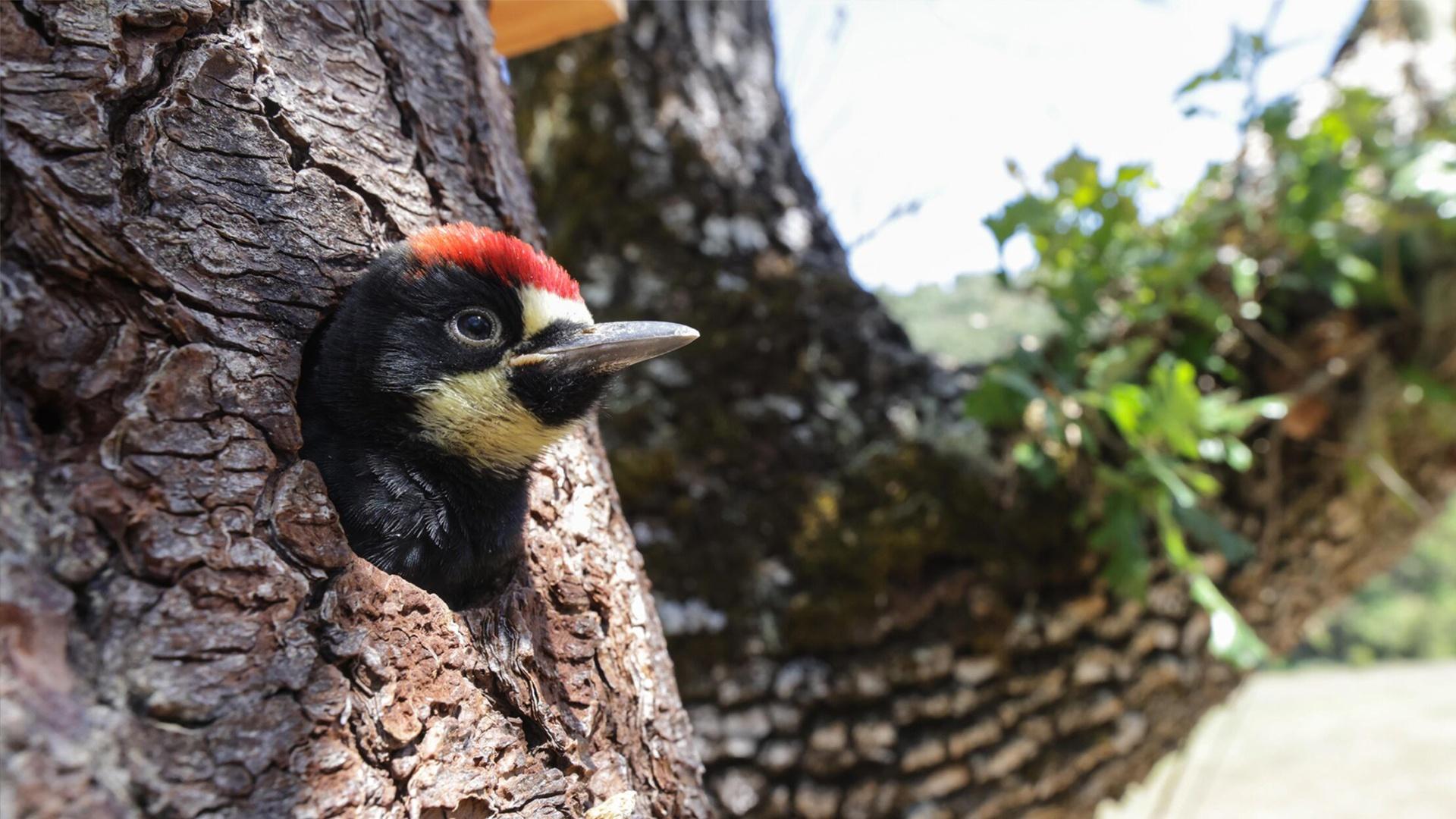 A woodpecker with red forehead pops out of hole in tree