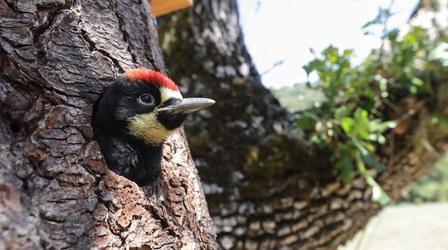 视频缩略图:自然啄木鸟:洞的故事