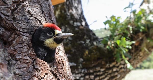 Nature | THIRTEEN PBS