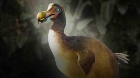 Video thumbnail: Eons We Were Wrong About The Dodo