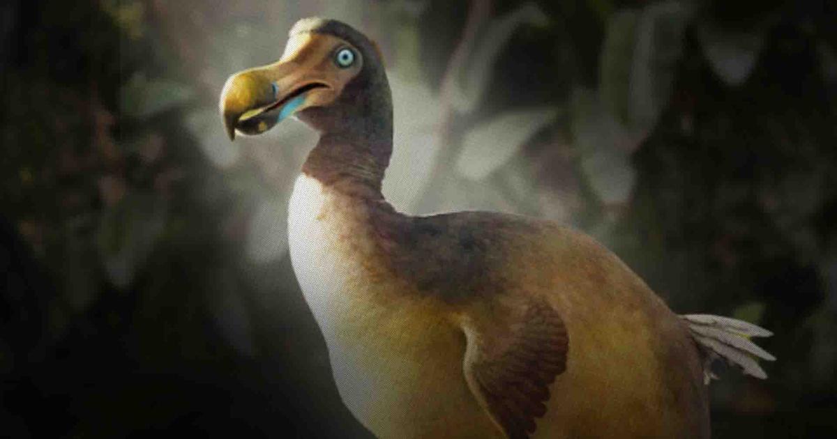 Everything You Ever Wanted to Know About the Dodo — Google Arts