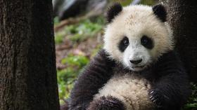 Video thumbnail: Nature Bears